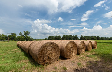 Hay bales in a field