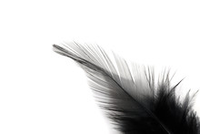 Black Feather Isolated On White