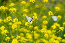 Black-veined White Butterfly On Little Yellow Flowers