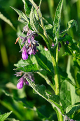 Sticker - Purple comfrey flowers outdoors in nature on plant.