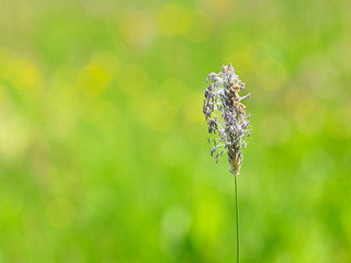 Canvas Print - Pollen on grass in meadow.