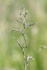 Sticker - Pollen on grass in meadow.