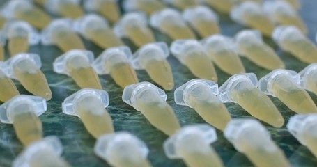 Poster - Bacterial culture eppendorfs are thawed after the freezer on the desktop.The focus of the camcorder moves from the upper to the lower laboratory test tubes. Rows of laboratory test tubes with bacteria