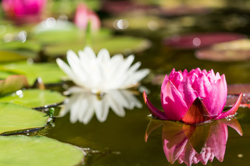 Wall Mural - Red waterlily flower in the lower right part of the frame with white flower in the blurred background