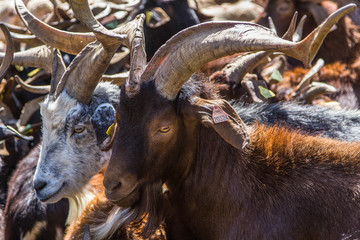 Transhumance at the Col du Rousset, Vercors, France