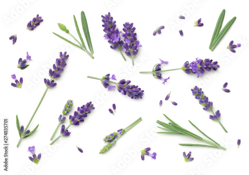 Lavender Flowers Isolated On White Background Canvas Print