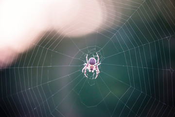 spider weaves a web of close-up, macro background