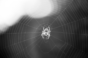 spider weaves a web of close-up, macro background