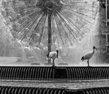 Pair Of Ibis Birds In Black And White, With The Beautiful El Alamein Memorial Fountain In The Background, Kings Cross, Sydney, Australia