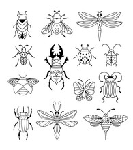 Bugs, Insects, Butterfly, Ladybug, Beetle, Swallowtail, Dragonfly Collection. Modern Set Of Icons, Symbols And Illustrations