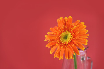 Canvas Print - Orange gerbera daisy flower spring summer beautiful in glass jar on red