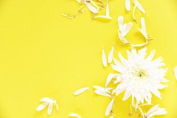 Wall Mural - White chrysanthemum flower on yellow background