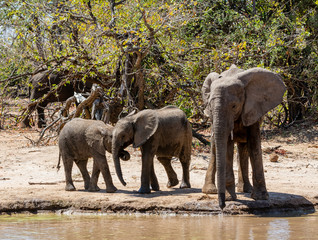 Wall Mural - Elephants At A Watering Hole