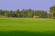 © Rounov - landscape of a village in India