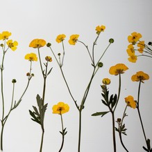 Pressed Yellow Buttercups On A White Background 