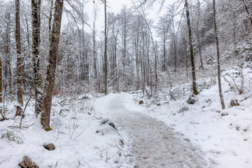 Poster - forest path at winter time