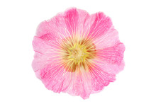 Mallow Flower Closeup Isolated On White Background