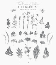 Set Of Dried Herbs And Natural Plants And Bees - Herbarium Logo Collection On White Background