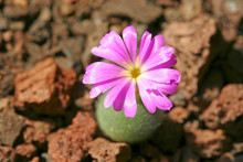 Flowering Stone (Conophytum Mirabile)