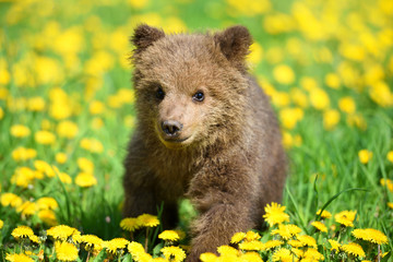cute little brown bear cub playing on a lawn among dandelions