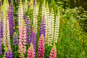 Wall Mural - Meadow garden with flowers. Spring summer time.