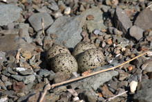 Ringed Plovers (Chadadrius Hiaticula) Nest With Four Eggs