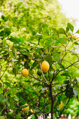 Wall Mural - Lemon tree with lemons during flowering and ripening in a spring garden.