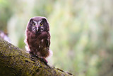 Włochatka/Aegolius funereus/Boeal owl