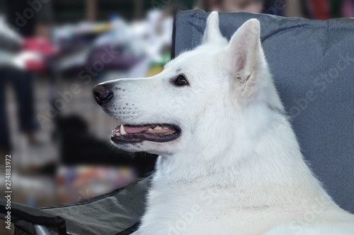 Beautiful Dog Of Snowy White Color Like Ghost Sits In Chair Big White Swiss Shepherd Breed Close Up Profile Portrait Of Smiling Dog Indoors Copy Space Buy This Stock Photo And