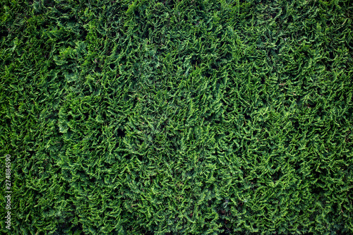 Fotografía Evergeen cypress background