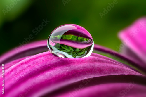 water drop on a flower - macro photo