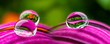 water drops on a flower - macro photo