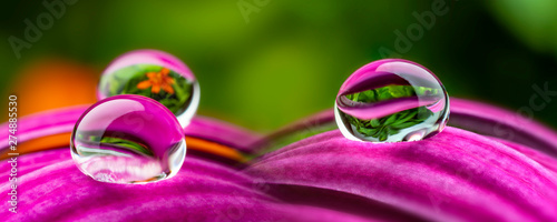 water drops on a flower - macro photo