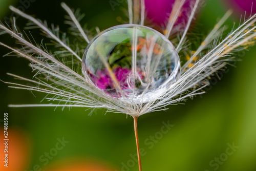 dandelion seed with water drop - macro photo