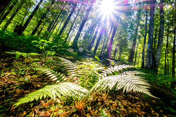 Poster - fern at a forest