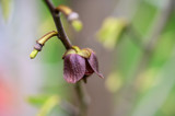 Fototapeta Storczyk - Closeup of purple flower of asimina tree