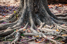 Big Roots Above The Surface With Leaves, Tropical Tree Roots Thailand,Root In The Rainforest. Thai Temple Yard.