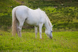 Fototapeta Konie - white horse
