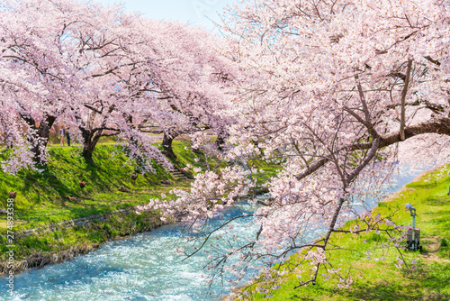 日本の春 富山県 舟川べり 清流沿いの桜並木 Stock Photo Adobe Stock