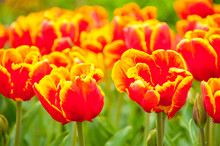 Bicolored Red And Yellow Tulips In Sunny Day Fully Open With Green Background