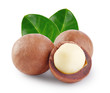 Whole and open australian macadamia nut with the two green leaf
