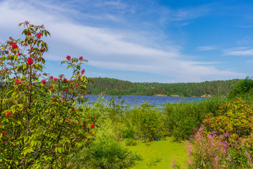 Summer landscape with wetland shore of pond in sunny day. Elder bush with red berries against lake bay and blue sky. Beautiful natural background. Ladoga lake, Karelia, Russia