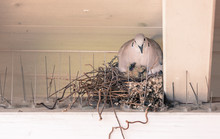 Young Birds And Her Mother Are Sitting In A Bird Nest
