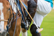 Horse polo player with riding boots and mallet is going to sit in the saddle