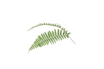 Wall Mural - Green fern on white background