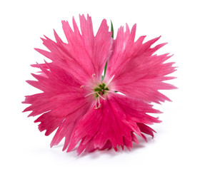 Wall Mural - Pink Dianthus