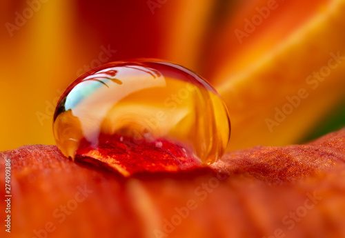 water drop on a flower - macro photo