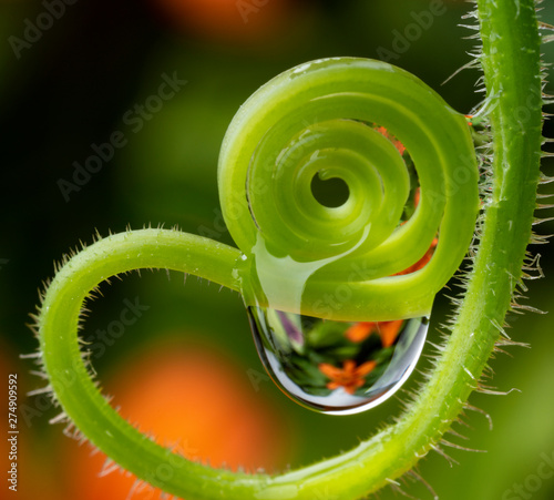 water drop on a flower - macro photo