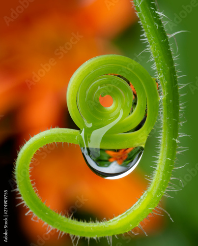 water drop on a flower - macro photo