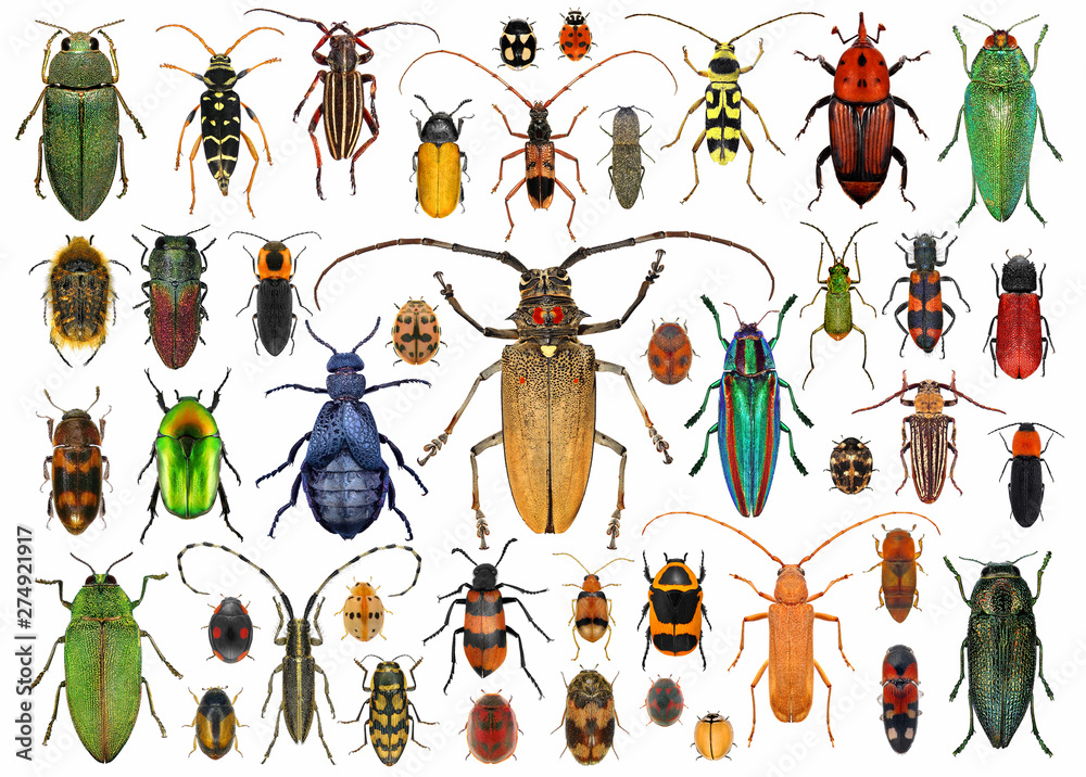 Beetles (Coleoptera). Set of beetles isolated on a white background - obrazy, fototapety, plakaty 